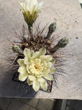 Gymnocalycium pungens
